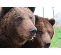 OZLHSP puzzle difficili 500 pezzi Orsi 52x38cm