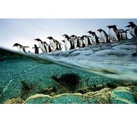 OZLHSP puzzle difficili 500 pezzi Pinguini 52x38cm