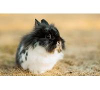 OZLHSP puzzle difficili 500 pezzi Roditori Animali 52x38cm