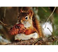 OZLHSP puzzle difficili 500 pezzi Scoiattoli Roditori Animali 52x38cm