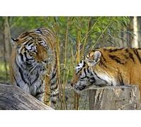 OZLHSP puzzle difficili 500 pezzi Tigre dell'Amur Tigri Bambù Animali 52x38cm