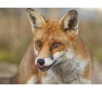 OZLHSP puzzle difficili 500 pezzi Volpe Animale 52x38cm