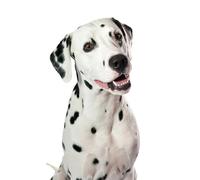 OZLHSP puzzle difficilissimi adulti puzzle 1000 pezzi Animale dalmata 75x50cm