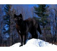 OZLHSP puzzle difficilissimi adulti puzzle 1500 pezzi Lupi Animali 87x57cm