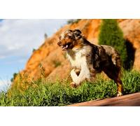 OZLHSP puzzle difficilissimi adulti puzzle 500 pezzi Animali da pastore australiano 52x38cm