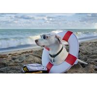 OZLHSP puzzle dinosauri 1000 pezzi Animali delle spiagge del Retriever 75x50cm