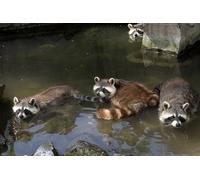 OZLHSP puzzle dinosauri 1000 pezzi Procioni 75x50cm