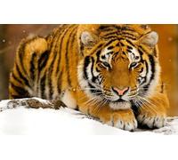 OZLHSP puzzle dinosauri 1000 pezzi Tigre Grandi Animali 75x50cm