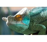 OZLHSP puzzle dinosauri 1500 pezzi Animali camaleonti 87x57cm