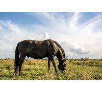 OZLHSP puzzle dinosauri 1500 pezzi Cavallo Animale 87x57cm