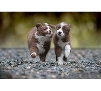 OZLHSP puzzle dinosauri 1500 pezzi Cucciolo di Border Collie 87x57cm