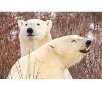 OZLHSP puzzle dinosauri 1500 pezzi Orso Animale 87x57cm