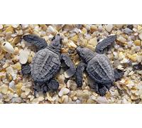 OZLHSP puzzle dinosauri 1500 pezzi Tartarughe Animali 87x57cm