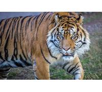 OZLHSP puzzle dinosauri 1500 pezzi Tigre Grandi Animali 87x57cm