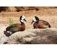 OZLHSP puzzle dinosauri 500 pezzi Animale 52x38cm