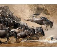 OZLHSP puzzle dinosauri 500 pezzi Animale 52x38cm