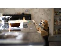 OZLHSP puzzle dinosauri 500 pezzi Animale Beagle 52x38cm