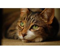 OZLHSP puzzle dinosauri 500 pezzi Animale gatto 52x38cm