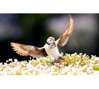 OZLHSP puzzle dinosauri 500 pezzi Animale senza uscita 52x38cm