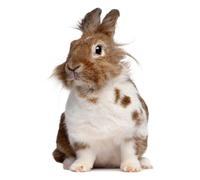 OZLHSP puzzle dinosauri 500 pezzi Animali 52x38cm