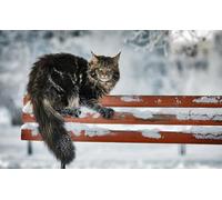 OZLHSP puzzle dinosauri 500 pezzi Animali 52x38cm