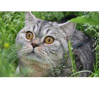 OZLHSP puzzle dinosauri 500 pezzi Animali 52x38cm