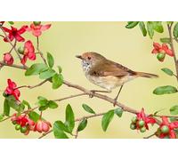 OZLHSP puzzle dinosauri 500 pezzi Animali 52x38cm