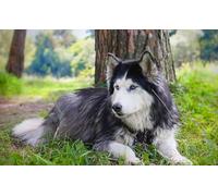 OZLHSP puzzle dinosauri 500 pezzi Animali 52x38cm