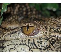 OZLHSP puzzle dinosauri 500 pezzi Animali coccodrillo 52x38cm