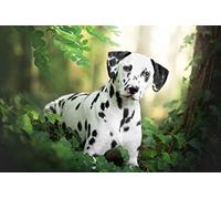 OZLHSP puzzle dinosauri 500 pezzi Animali dalmata 52x38cm