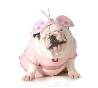 OZLHSP puzzle dinosauri 500 pezzi Animali Farfalla 52x38cm