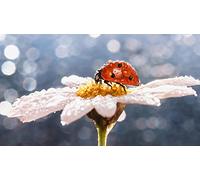 OZLHSP puzzle dinosauri 500 pezzi Coccinelle Gocce Animali 52x38cm