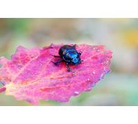 OZLHSP puzzle dinosauri 500 pezzi Coleotteri Animali 52x38cm