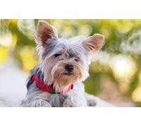 OZLHSP puzzle dinosauri 500 pezzi Collare Yorkshire Animals 52x38cm