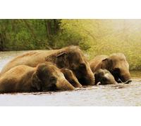 OZLHSP puzzle dinosauri 500 pezzi Elefanti Animali 52x38cm