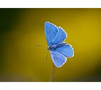 OZLHSP puzzle dinosauri 500 pezzi Farfalle Insetti Animali 52x38cm