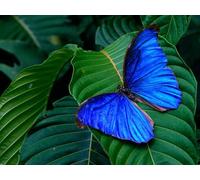 OZLHSP puzzle dinosauri 500 pezzi Farfalle Insetti Animali 52x38cm