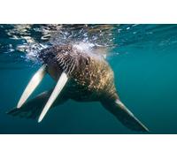 OZLHSP puzzle dinosauri 500 pezzi Foche Animali 52x38cm