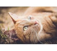 OZLHSP puzzle dinosauri 500 pezzi Gatti 52x38cm