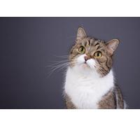 OZLHSP puzzle dinosauri 500 pezzi Gatti Animali 52x38cm