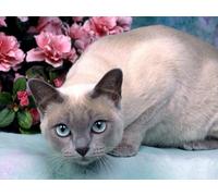 OZLHSP puzzle dinosauri 500 pezzi Gatti Animali 52x38cm