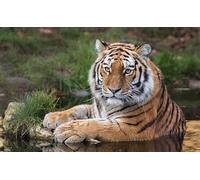 OZLHSP puzzle dinosauri 500 pezzi Gatti Animali 52x38cm