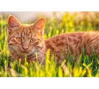 OZLHSP puzzle dinosauri 500 pezzi Gatti Animali 52x38cm