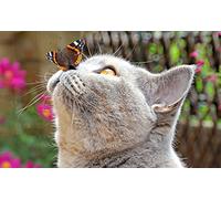 OZLHSP puzzle dinosauri 500 pezzi Gatti Farfalla Animale 52x38cm
