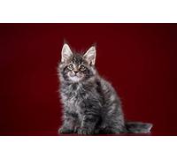 OZLHSP puzzle dinosauri 500 pezzi Gattini Maine Coon Gatti Animali 52x38cm