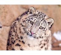 OZLHSP puzzle dinosauri 500 pezzi Grandi animali 52x38cm