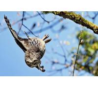 OZLHSP puzzle dinosauri 500 pezzi Gufi Animali 52x38cm