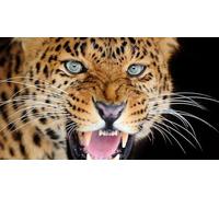 OZLHSP puzzle dinosauri 500 pezzi Leopardi Grandi Felini Animali 52x38cm