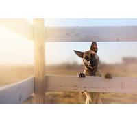 OZLHSP puzzle dinosauri 500 pezzi Pastori Animali 52x38cm