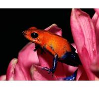 OZLHSP puzzle dinosauri 500 pezzi Rane Animali 52x38cm